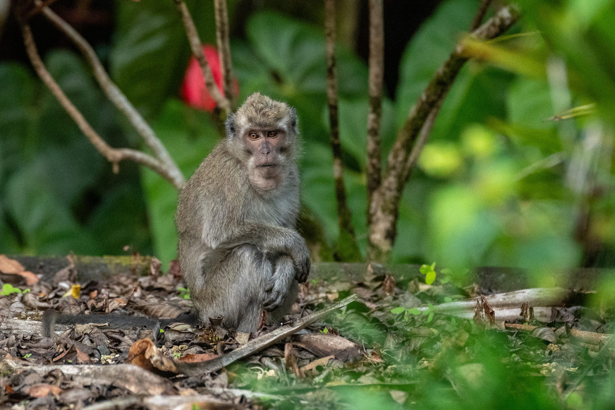 Accommodation in Mauritius - Hunting Estate & Villa Experience - Photo by Faustin Milville