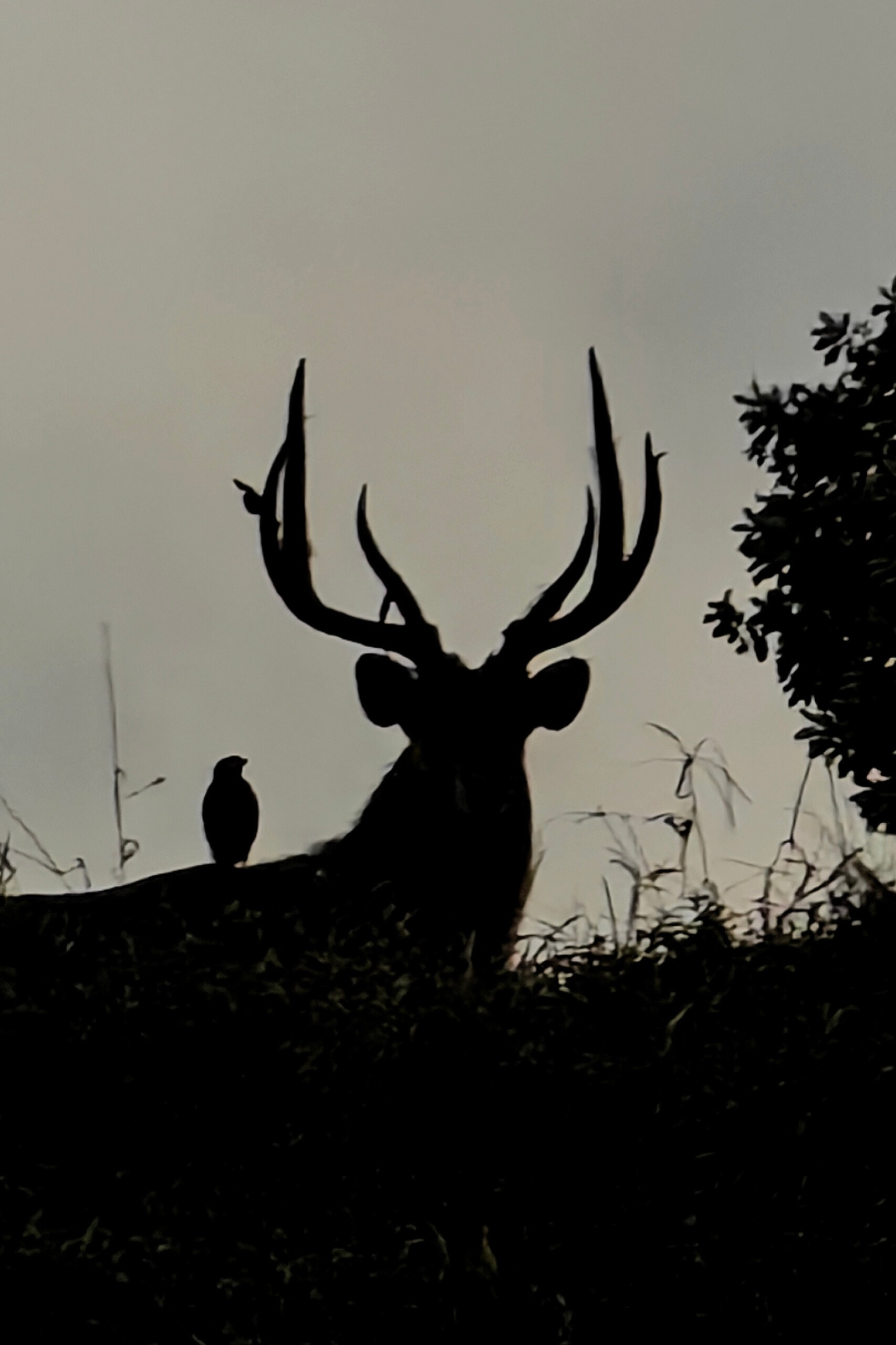 Rusa deer hunting in mauritius